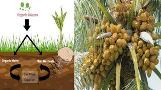 How to apply fertilizer to make it bear fruit  Coconut Crops