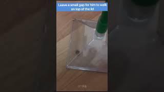 How to Catch Ladybugs Ladybirds