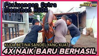 BREEDING SEMPATI ERR Kuda Pejant4n G4 Milik DIEGO STABLE Klaten Dengan Kuda Betina Sandel