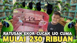 BIAR PADA PUNYA CAK IJO RATUSAN EKOR CUMA MULAI 230 RIBUAN  KONIN TIGA EKOR 100 RIBU