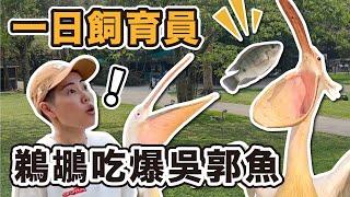 鵜鶘可以飼養?鵜鶘真的什麼都可以吞?歡樂的一日飼育員又是被動物包圍的一天