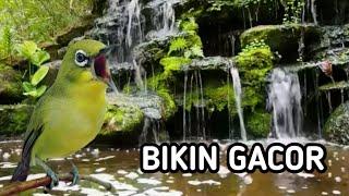 TERAPI BURUNG PLECI BIKIN CEPAT GACOR