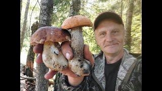 Грибник попал на полянку белых грибов Собираем белые грибы Тихая охота 2024 года продолжается