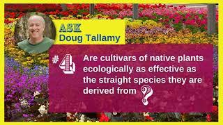Are cultivars of native plants ecologically as effective as straight species they are derived from?