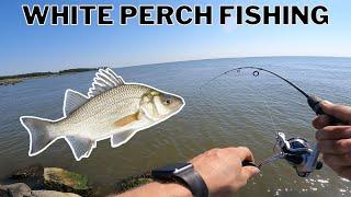 Chesapeake Bay Fishing White Perch Catch Clean Cook