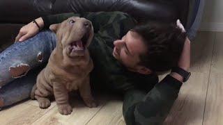 Sharpei Puppy Plays with Dad  ViralHog