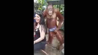 Орангутанг начал приставать к девушке пока она позировала. The orangutan began to molest the girl w