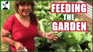 Feeding The Garden  How To Fertilize Your Vegetables