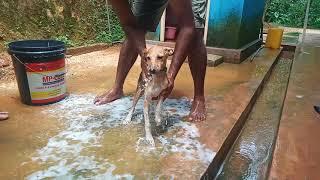 dogs puppy bathing 