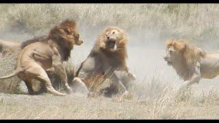 Fight of 4 lions vs 1 part I of V