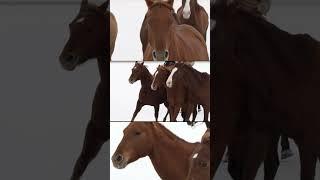 Horses Running in Slowmo #nature #animals #calming #relaxing #shorts #horses #relax #cowboys