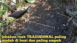 Tutorial pasang jebakan burung ruak ruak yang terbukti langsung dapat