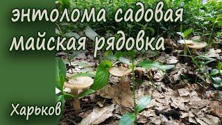 Энтолома садовая Майский гриб Майская рядовка. Весенние грибы Харькова.
