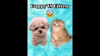 Puppy VS Kitten Vote who is Adorable. Funny Cute Cat and Dog Video