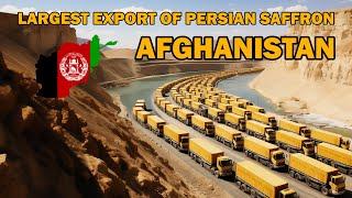 The largest production and export of Afghanistan saffron to the world.