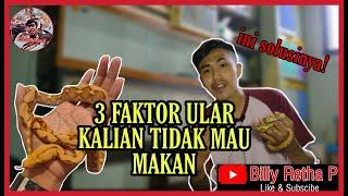 3 FAKTOR ULAR KALIAN TIDAK MAU MAKAN DAN SOLUSINYA ‼️