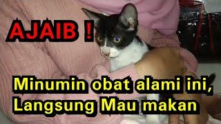 KUCING LEMAS TIDAK MAU MAKAN