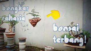 Cara Sederhana Membuat BONSAI AVATAR Bonsai Melayang Avatar Bonsai Viral#bonsai