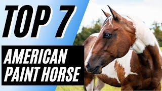 7 Most Interesting Facts About The American Paint Horse