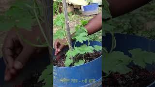 টবে করলার ফলন বাড়বে ৫ গুণ - মাত্র একটি পরিচর্যা করলে - Bitter Gourd #shorts