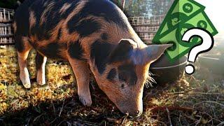 Is Raising Your Own Pigs Worth It? Full Cost Breakdown