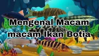 Mengenal Macam Macam Ikan Botia