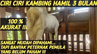 Ciri Ciri KAMBING HAMIL 3 Bulan  Cara Mudah Mengetahui Kambing Bunting ‼️