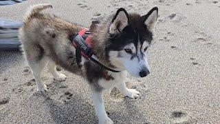 Old Husky Climbs Down To The Beach Im So Proud Of Him