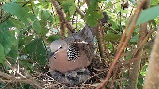 #EP5. Spotted Dove birds Feed the baby in the nest well  Review Bird Nest 