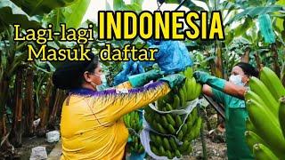 5. Negara penghasil pisang terbesar di dunia