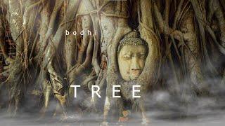 Bodhi Tree  Meditation Healing Relaxation  Ambient Meditation Music