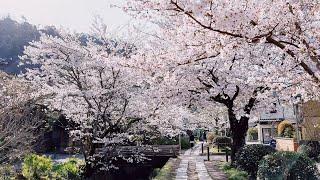 Kyoto Walking in Cherry Blossoms in Full Bloom Japan  Philosophers Path Sleep Study Relax 4K AMSR