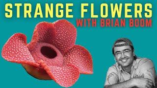 What attracted you to write the foreword to the book STRANGE FLOWERS?