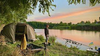 Ловля коропа в затоці повній риби Мощні сазани крадуть палки. Неочікуваний початок і кінець