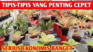 TIPIS-TIPIS YANG PENTING CEPET‼️ PROMO SEMUA AGLONEMA  214