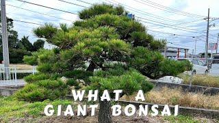 Giant Bonsai Trees unlocking The Art Of Niwaki The Ancient Japanese Art Of Pruning