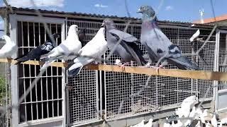 کبوتر پرشی تهرانی اصیل ایرانی ️ poryahamidinejad pigeonsipigeonsiranian#iran