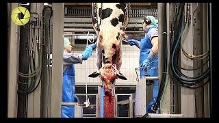 Inside The Meat Processing Plant - Inside The Food Factory  Incredible Process Worth Watching HD