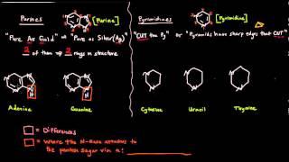 The Nitrogenous Bases - Purines and Pyrimidines