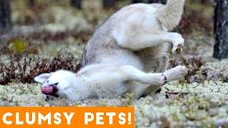 Funniest Clumsy Pet Fails Ever 2018  Funny Pet Videos