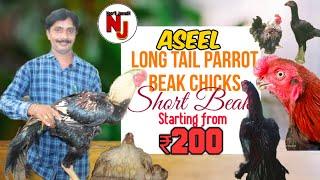 School Masters Love towards Pure Aseel Short Beak & Parrot Beak HensChicks starts@Rs.200- only.