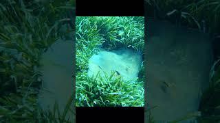 Common Stingray - Spearfishing Malta