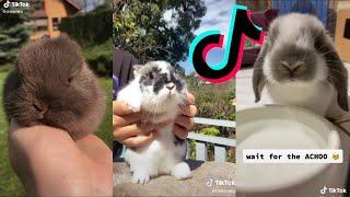 The CUTEST Bunnies on TikTok  Bunny COMPILATION