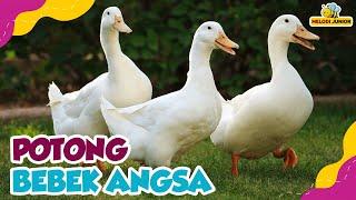 Potong Bebek Angsa Anak Kambing Saya Dan Lagu Anak Lainnya - Kompilasi Lagu Anak Hewan Lucu