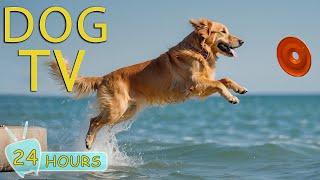 DOG TV Entertainment Video Fun for Bored Dogs When Home Alone - Best Relaxing Music for Dogs