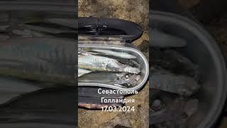 Севастополь- отчет о сегодняшней рыбалке. Ставридинг -Аджинг продолжается