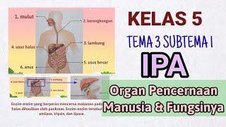 ORGAN PENCERNAAN MANUSIA DAN FUNGSINYA  KELAS 5  IPA TEMA 3 SUBTEMA 1