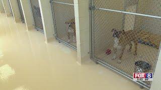 Forsyth County Animal Shelter overcrowded understaffed