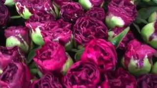 Red Peony flowers - Peony Shop Holland - www.peonyshop.com