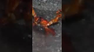 Rave Kepiting Riang Gembira Menari Tidak Ada Pemangsa Manusia #shorts